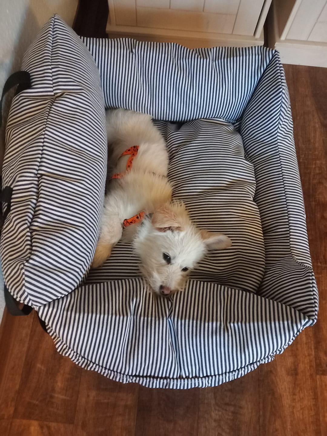 Customer photo review of Premium Hunde Autositz inkl. Sicherheitsgurt