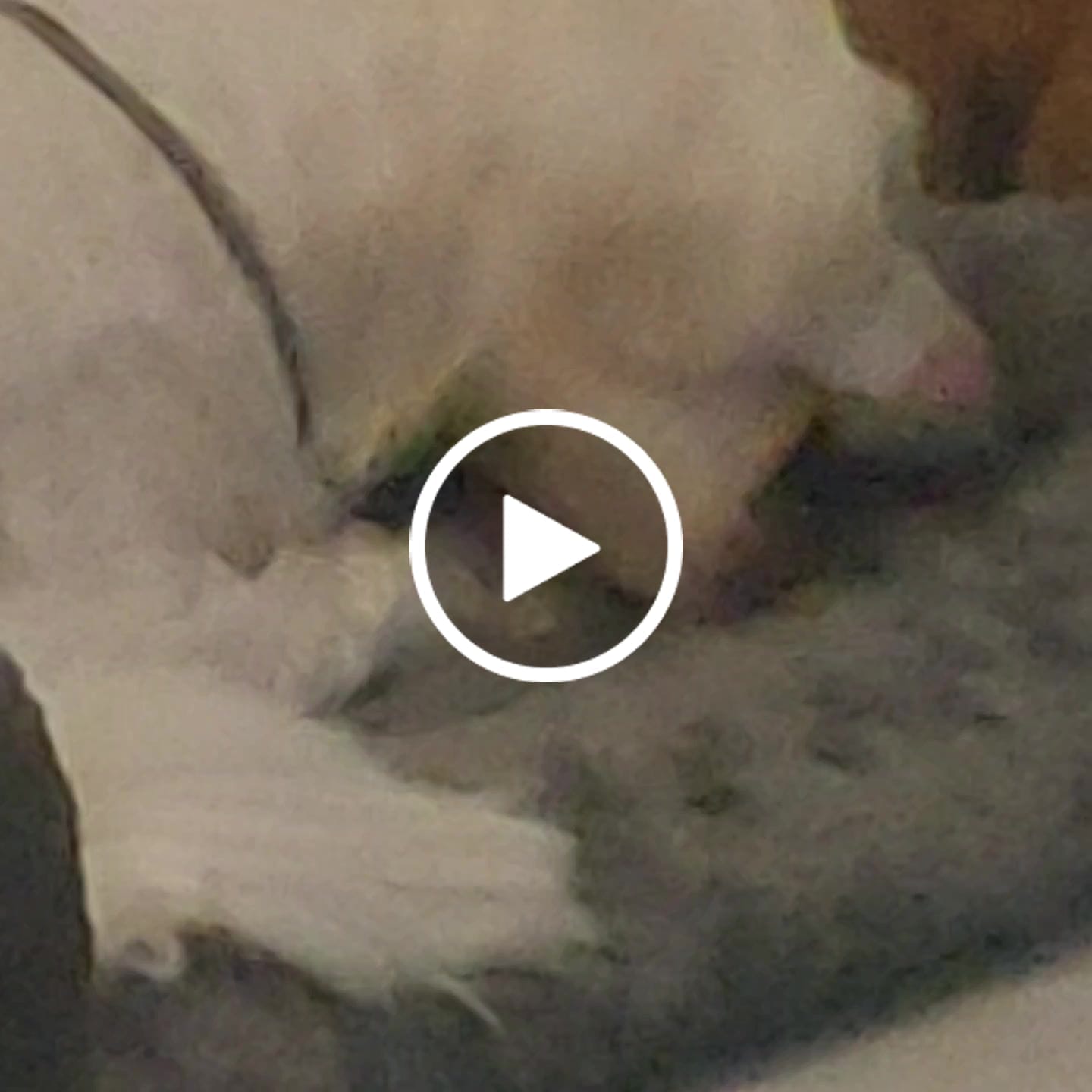 Customer video review of BetterBone Hundeknochen – Nachhaltig, Zahnfreundlich & Langlebiges Kauspielzeug