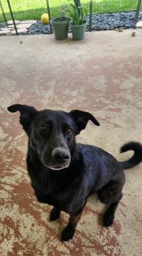 Customer's black dog sitting on a patio, waiting for a Smoked Beef Marrow Bone.