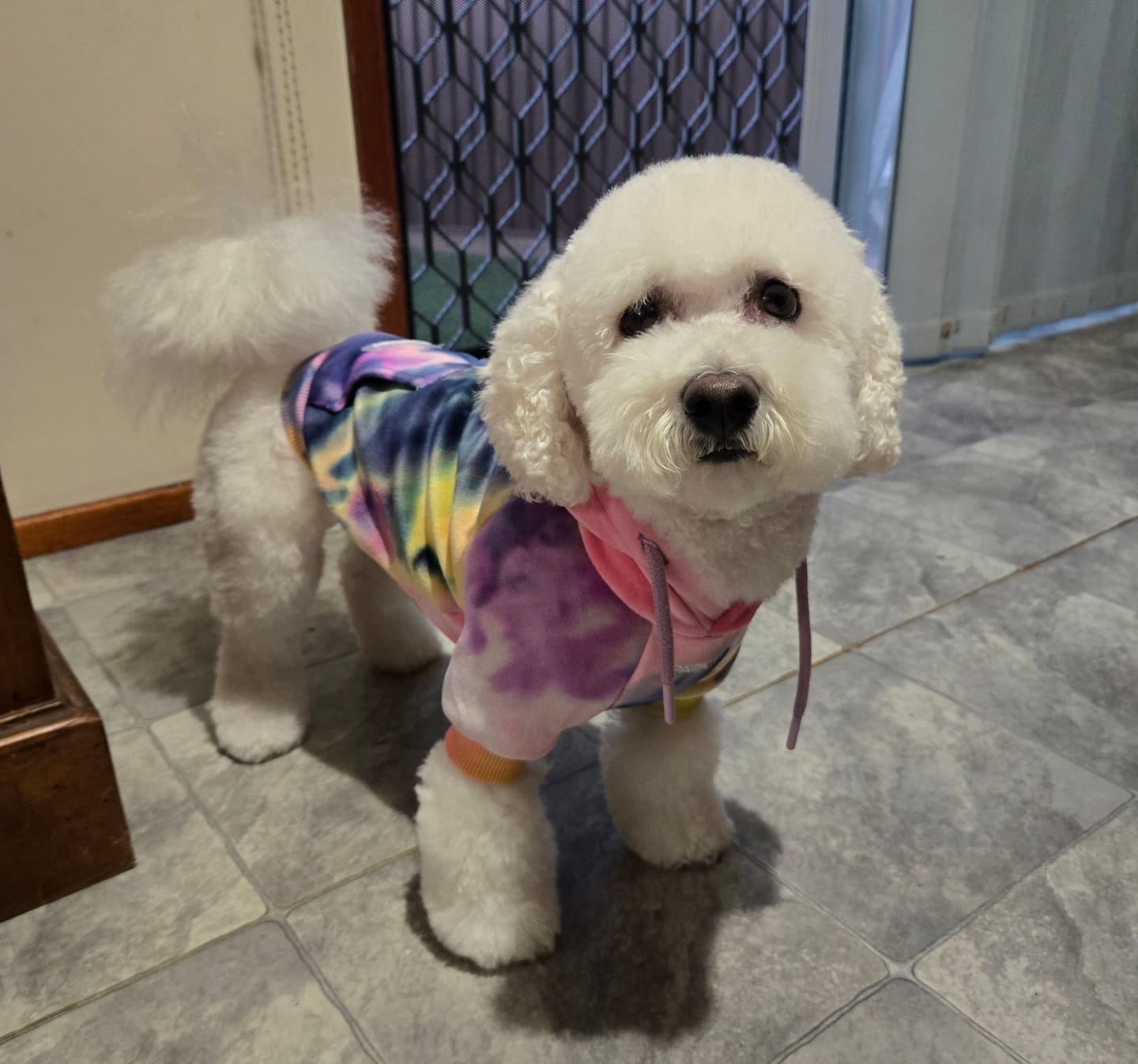 Customer photo review of Velvet Dog Hoodie - Berry Lemonade