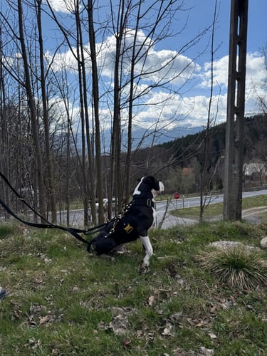 Customer photo review of Szelki z raczką typu guard - Easy Walk Rose Editon Czarne