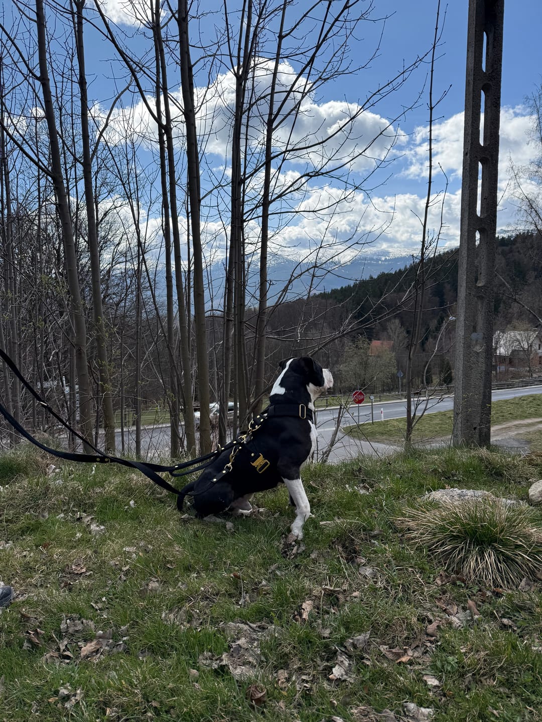 Customer photo review of Szelki z raczką typu guard - Easy Walk Rose Editon Czarne