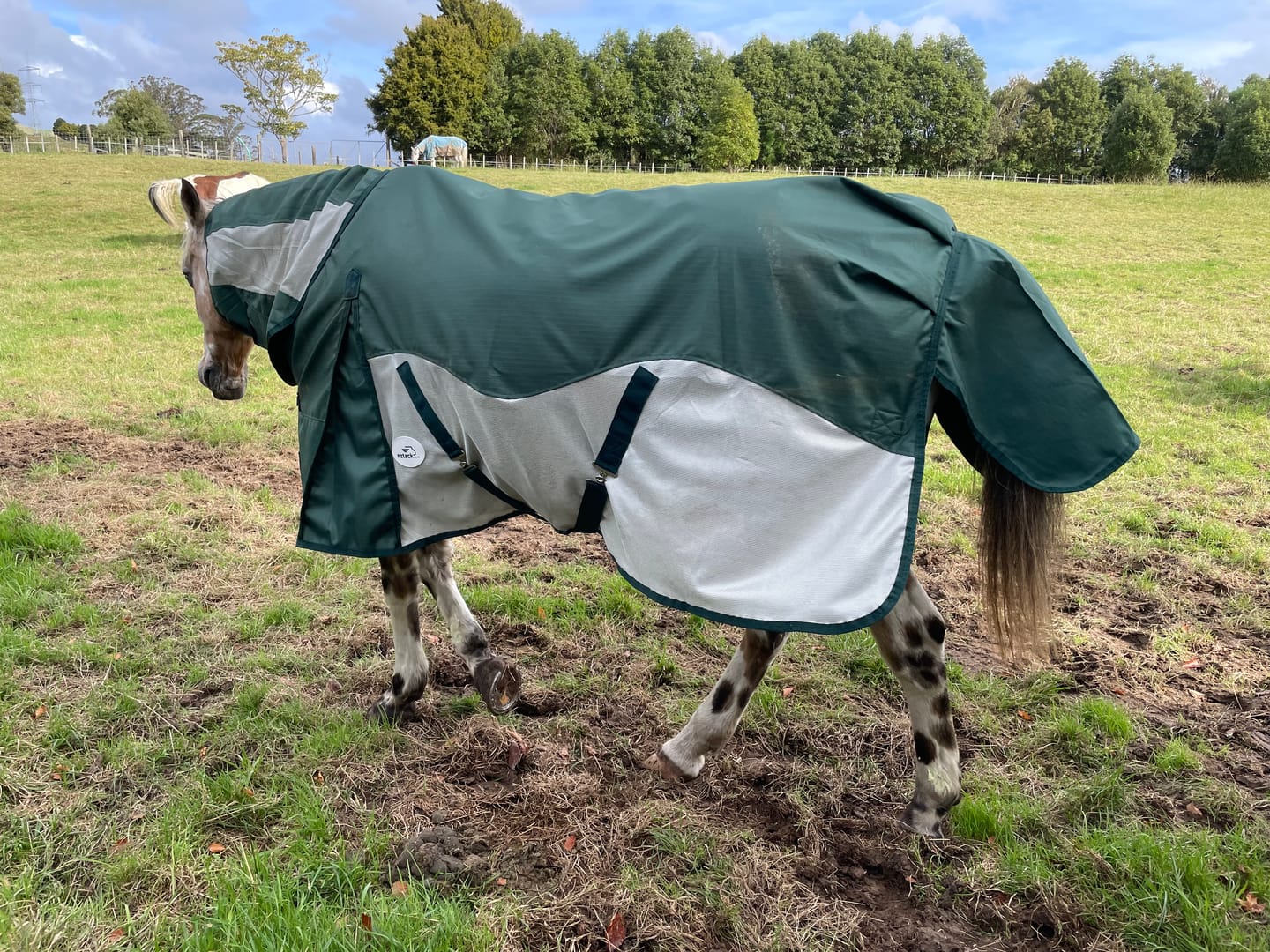 Customer photo review of NZ Tack WaterProof Mesh CrossOver Combo Green