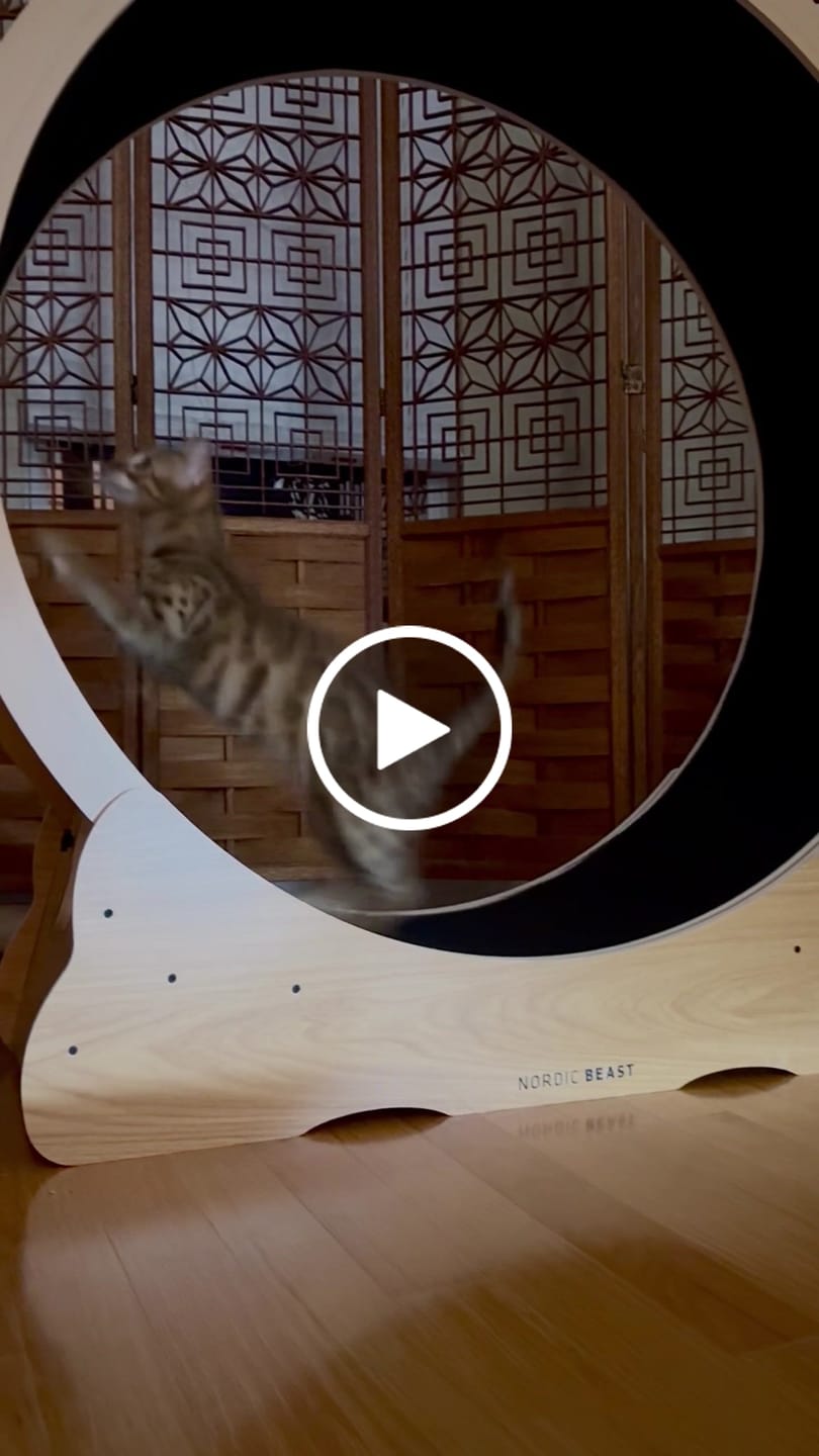 Customer video review of Nordic Beast Cat Wheel — Built for Large, High Energy Indoor Cats