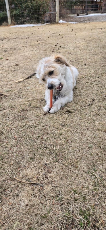 Customer photo review of 6 Inch Standard Braided Bully Stick