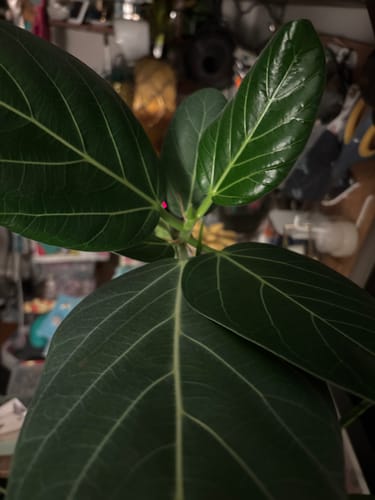 Customer's close-up of their plant showing healthy new leaves after using the Plant Food.