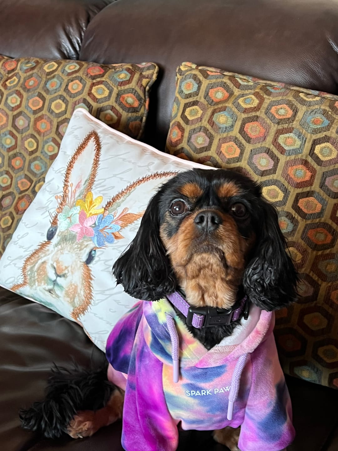 Customer photo review of Velvet Dog Hoodie - Berry Lemonade