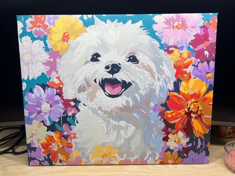 Customer photo review of Bichon Frise