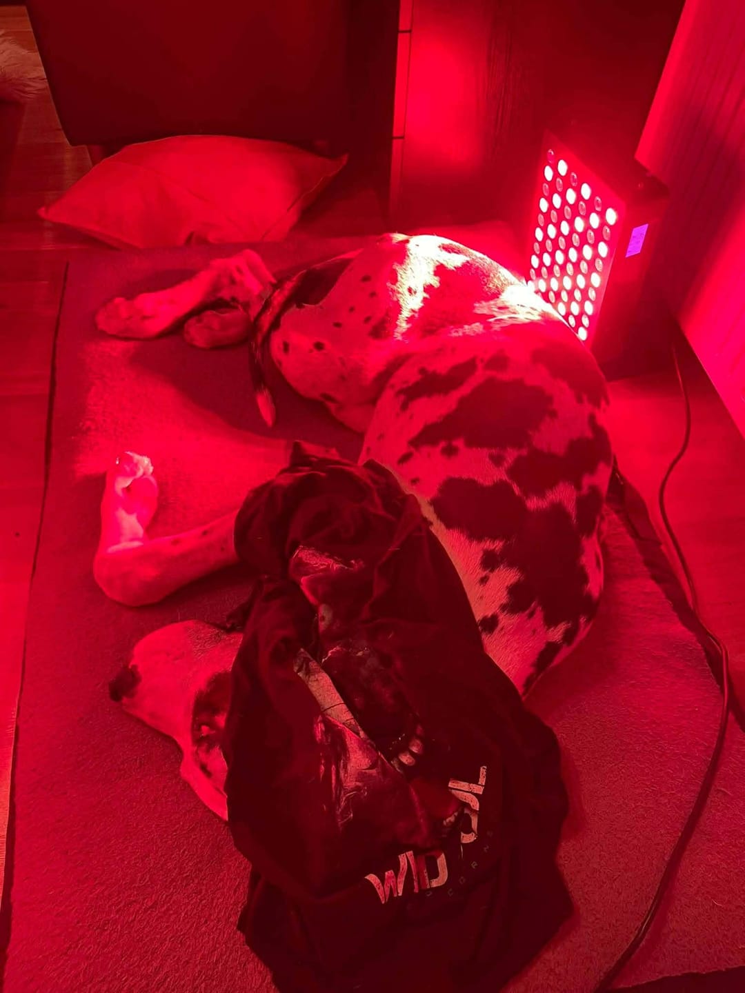 Customer photo review of Koanna® Luma300™ – Powerful, Compact Red Light Therapy Panel