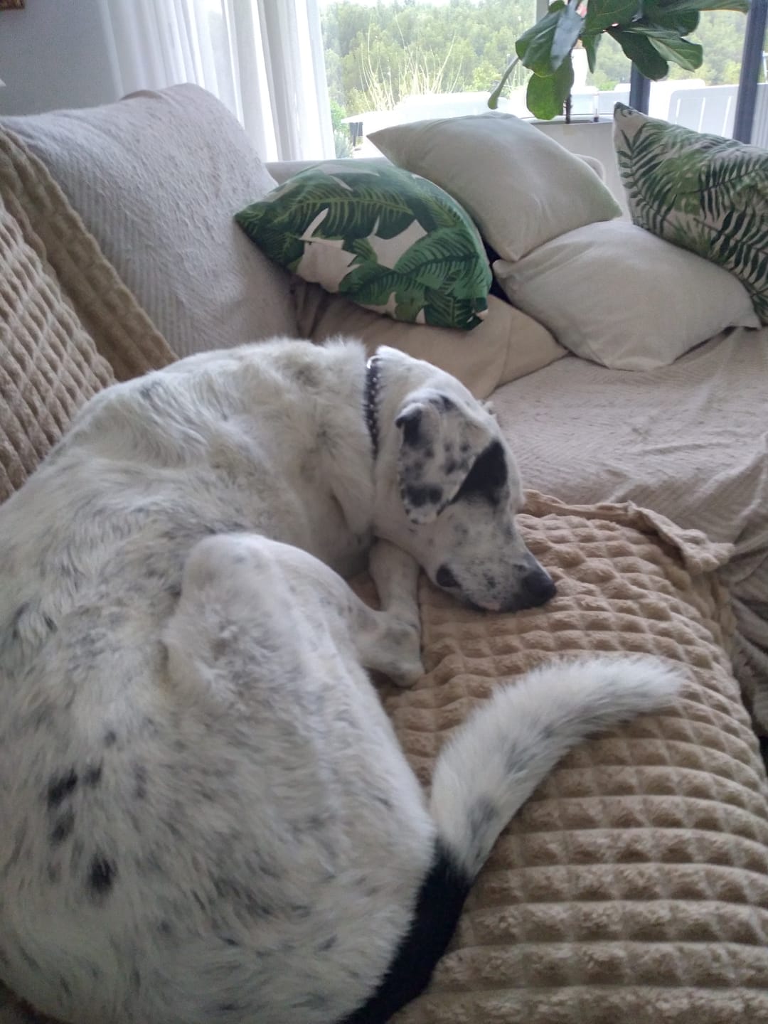 Customer photo review of Pâtées riches en canard & aux petits pois (Chien adulte)