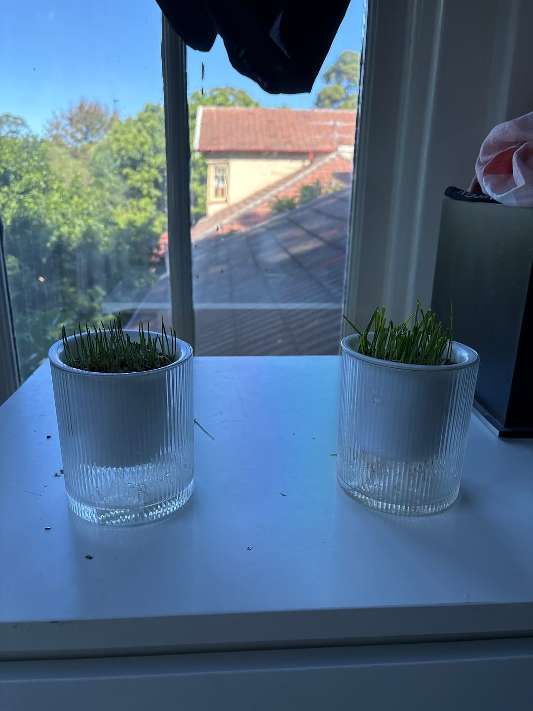 Customer photo review of MICHU All-in-One Soil-Free Cat Grass Grow Kit with Australian Seed and Mulch, Made in Australia