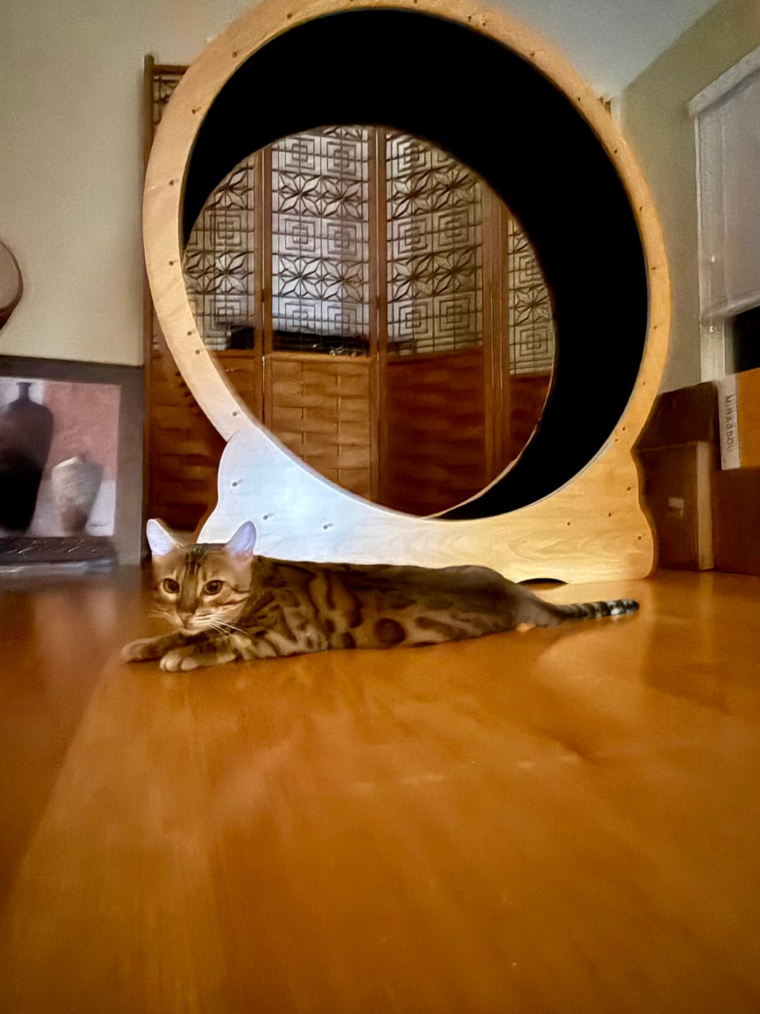 Customer photo review of Nordic Beast Cat Wheel — Built for Large, High Energy Indoor Cats