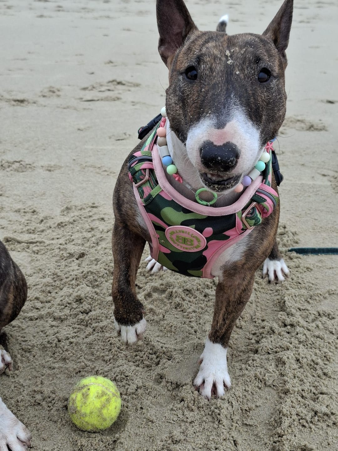 Customer photo review of Comfort Premium Harness | Non Restrictive - Pink Camouflage