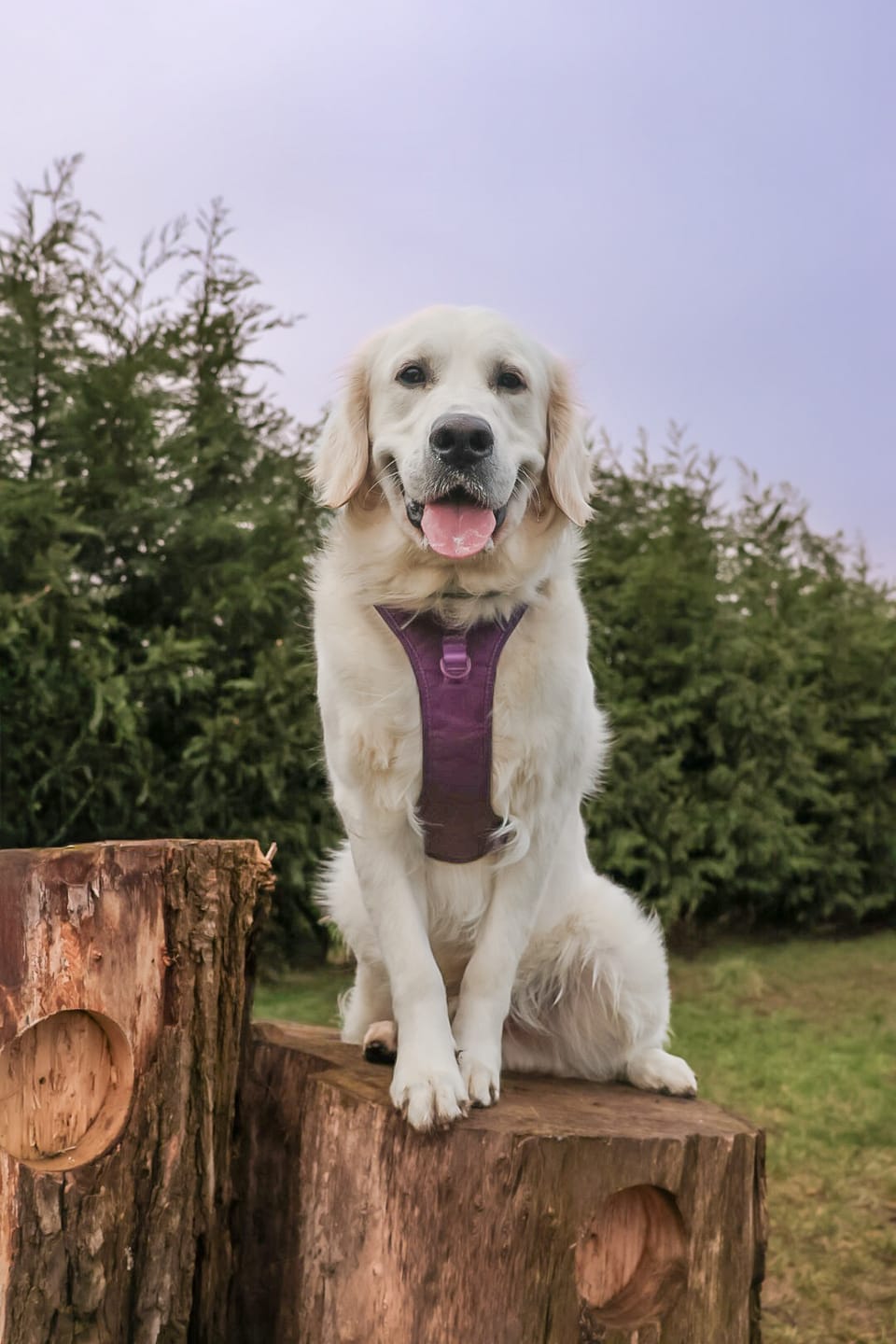 Customer photo review of Tough Trails™ Harness - Walkies Ready® Plum