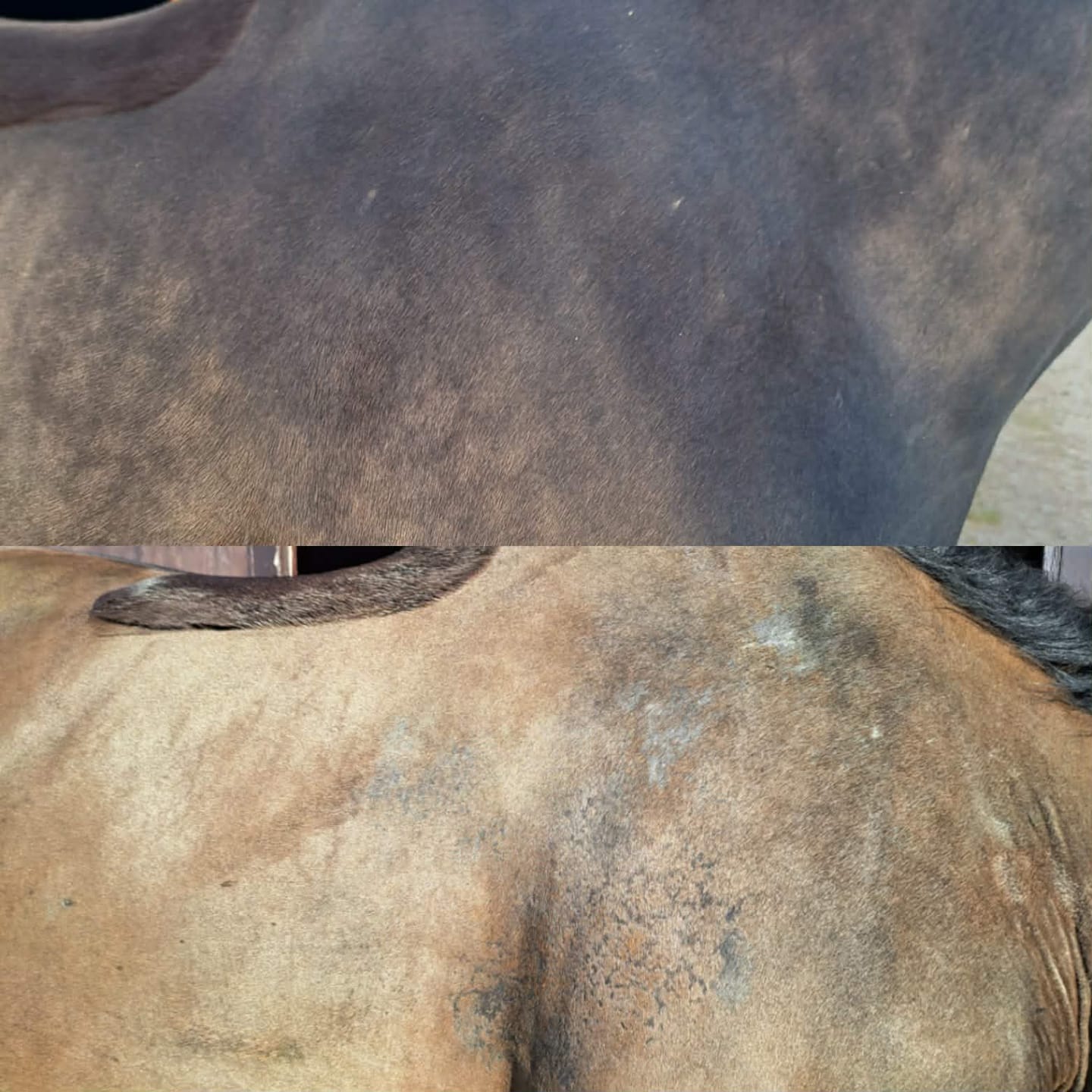 Customer photo review of Large Horse Skin Rescue Bundle