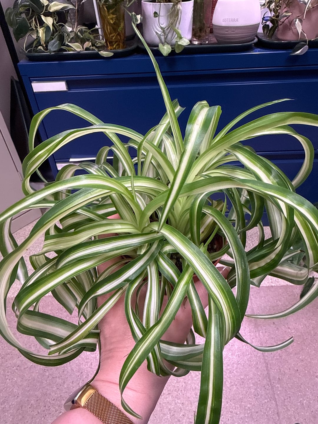 Customer photo review of Spider Plant Chlorophytum comosum