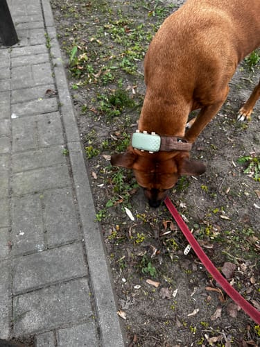 Customer photo review of 4cm Tweed Combat® Collar | Handle & Secure Clip - Classic Tan