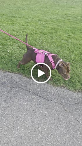 Customer video review of No Pull Bully Proof Harness