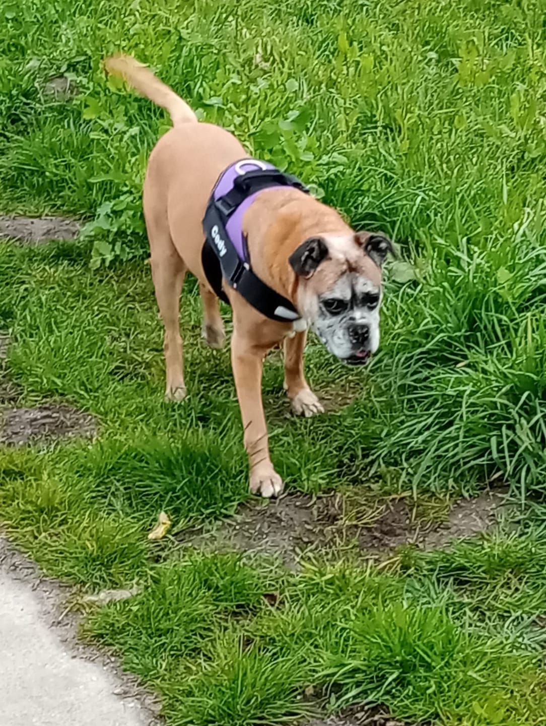 Customer photo review of PawGuard - Gepersonaliseerd Hondentuigje