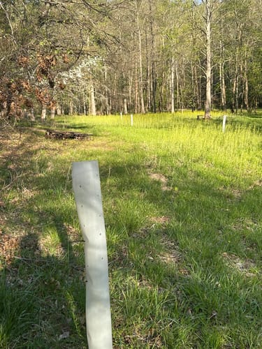 Customer photo review of Late Drop American Persimmon