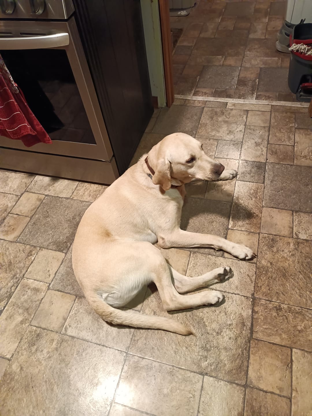Customer photo review of Leather Dog Collar with Rustic Buckle