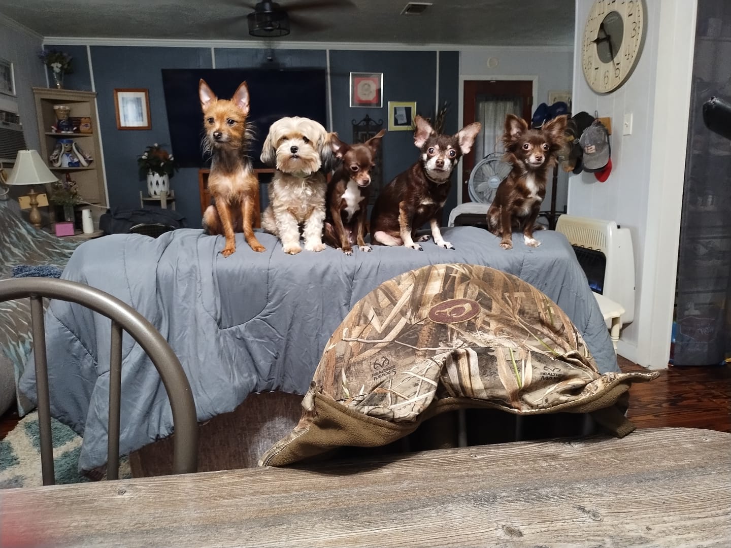 Customer photo review of GCP Flea & Tick Natural Defense for Dogs - 100 Soft Chews
