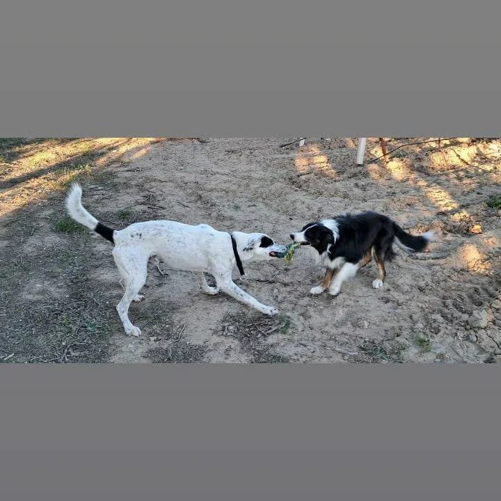 Customer photo review of Pâtées riches en volaille & aux petits pois (Chien adulte)