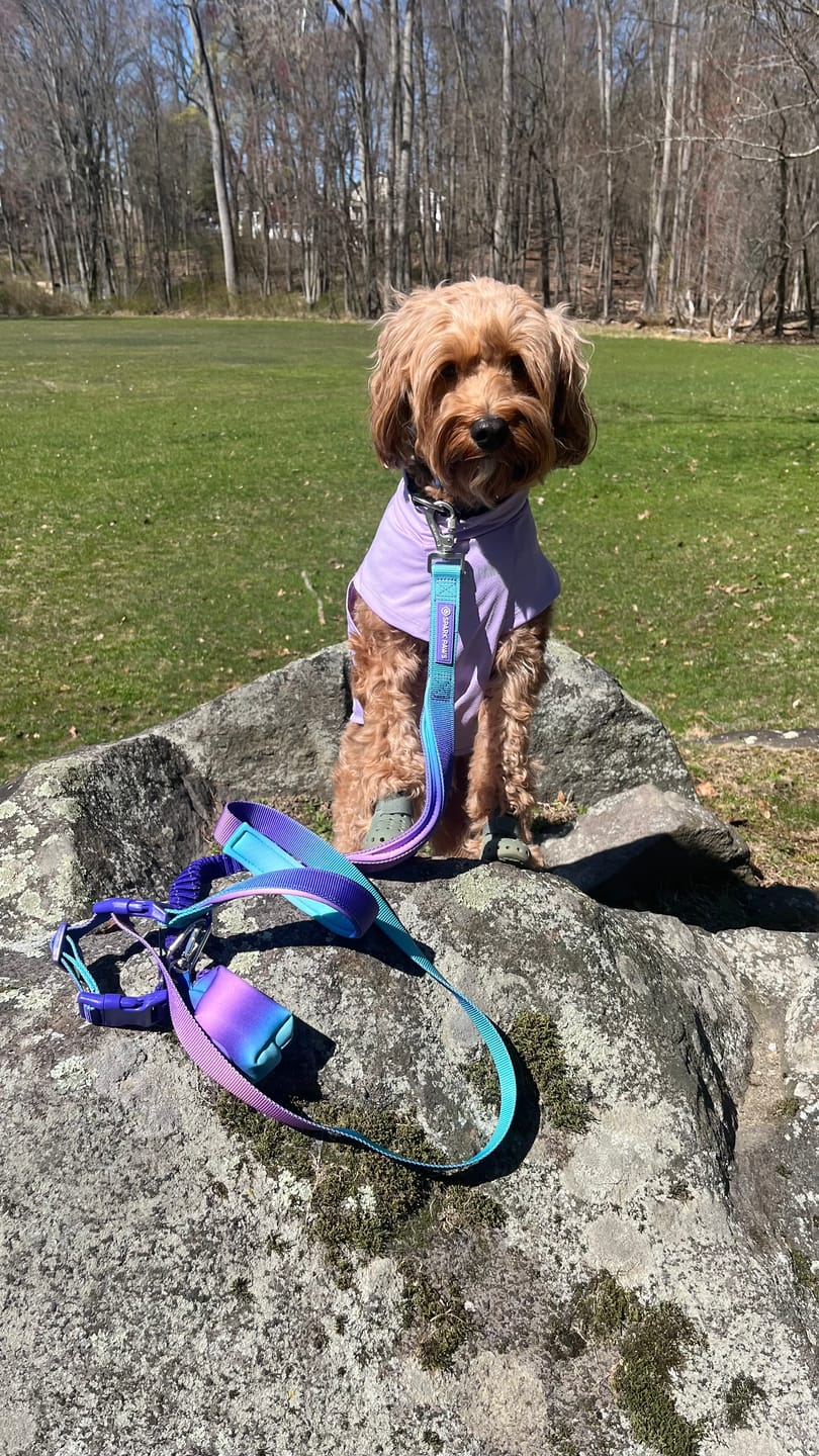 Customer photo review of Multipurpose Seatbelt Handsfree Leash & Poop Bag Holder Set - 90s Retro