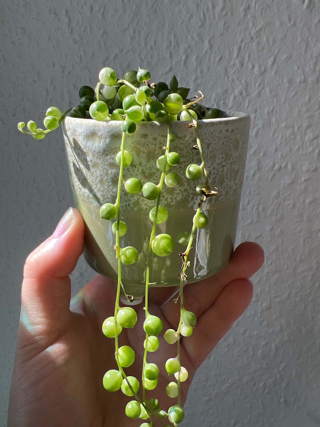 Customer photo review of SENECIO ROWLEYANUS VARIEGATA