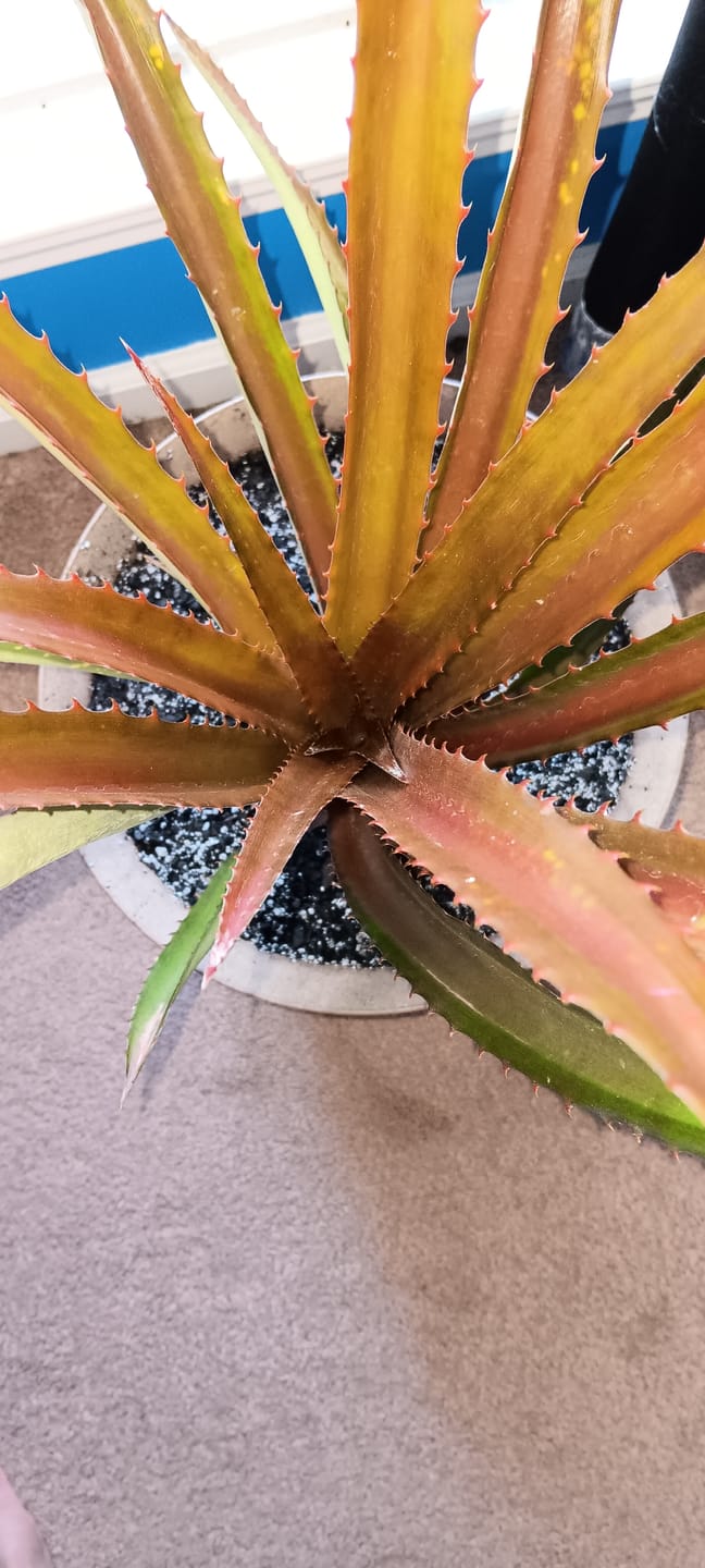 Customer photo review of Red Pineapple Plant