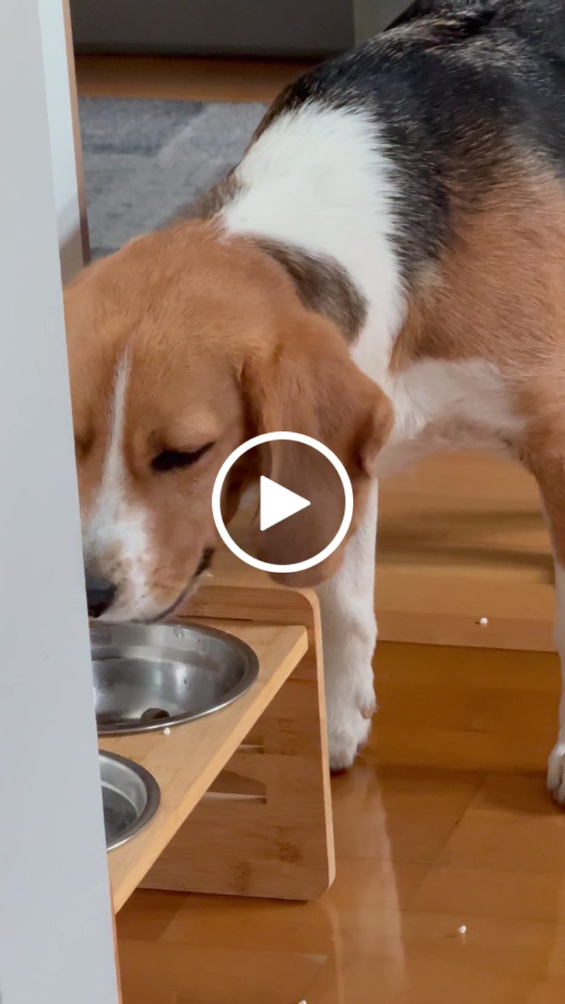 Customer video review of Belly Bites 2.0