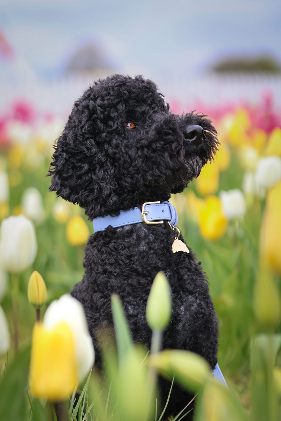 Customer photo review of Cornflower Blue Dog Collar