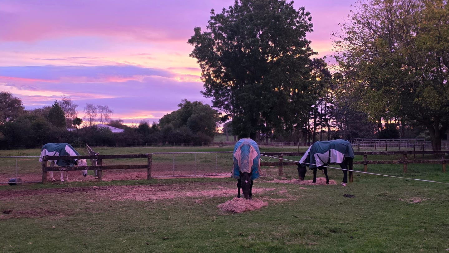 Customer photo review of NZ Tack WaterProof Mesh CrossOver Combo Green