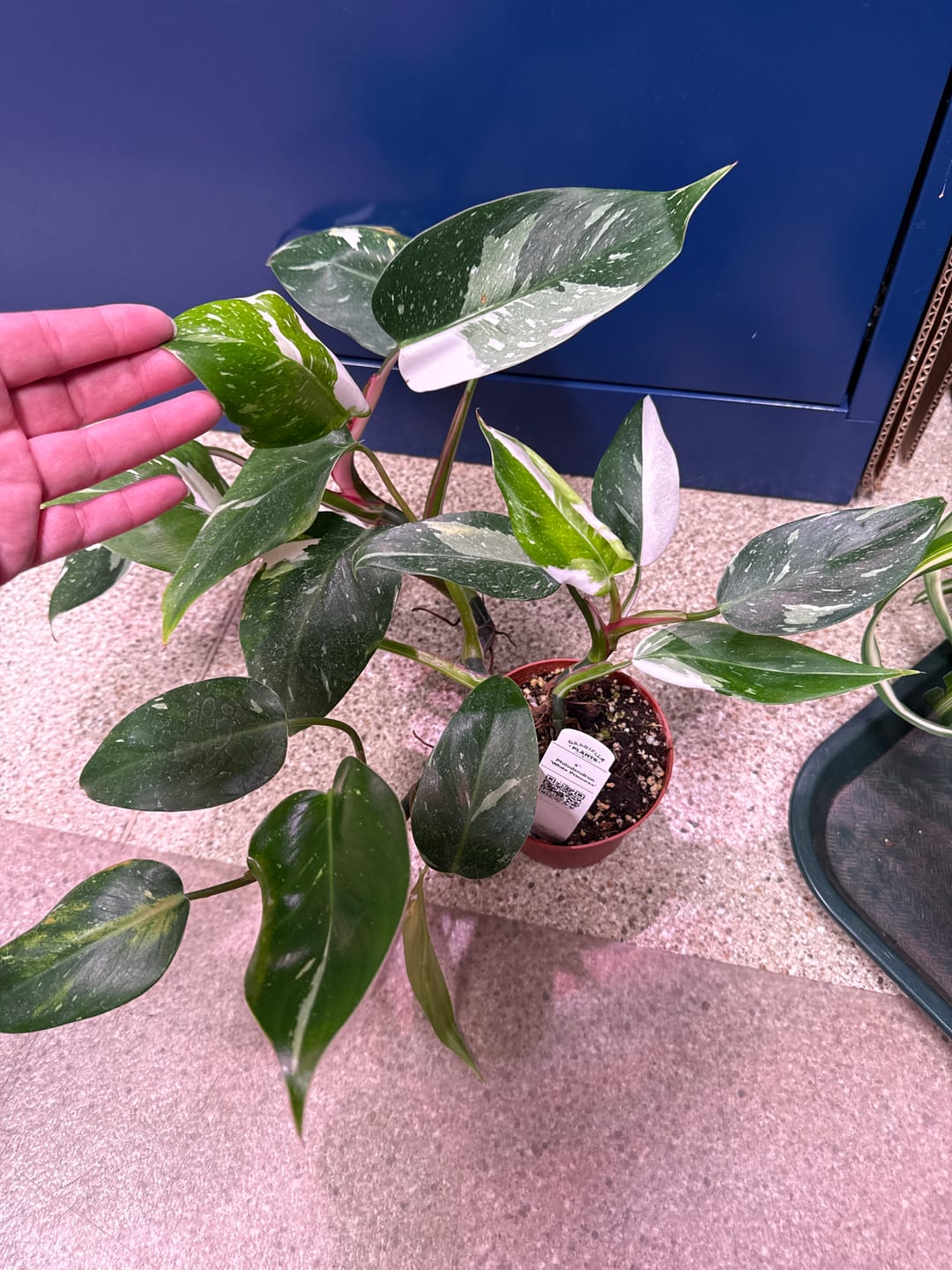 Customer photo review of Philodendron 'White Princess'