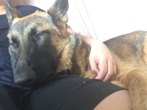 Customer photo review of Treats - Kangaroo Jerky