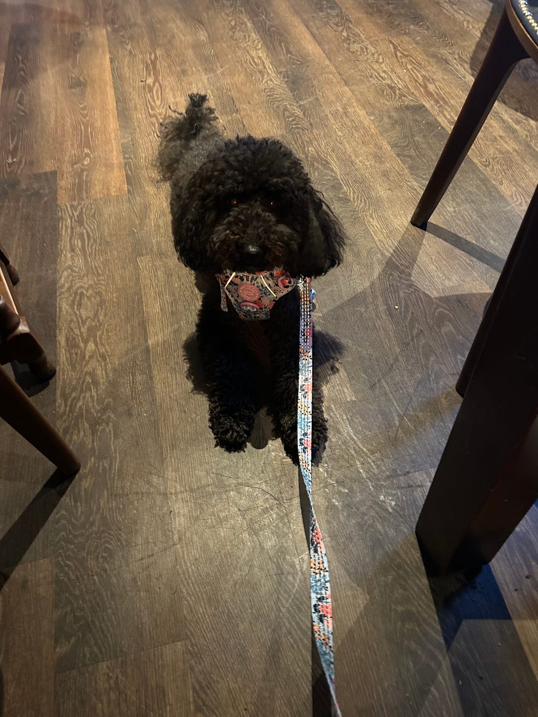 Customer photo review of Trail & Glow Dog Harness & Lead Set - Colour Drops - Spring Dreams