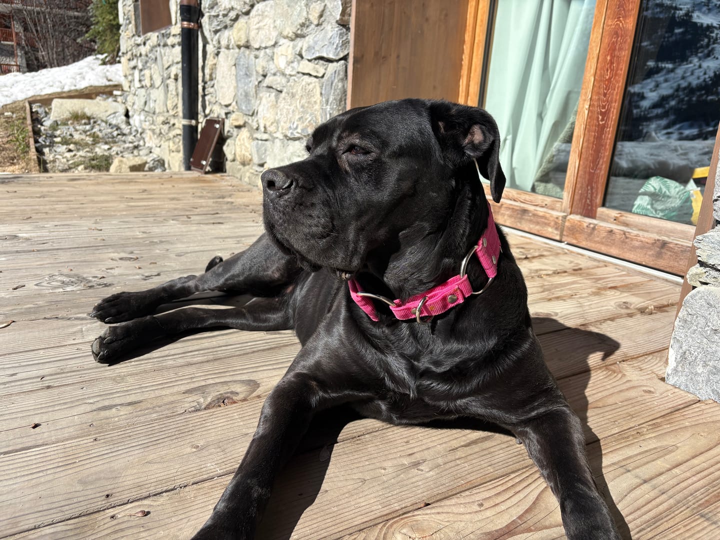 Customer photo review of Martingale Rosa - Brett fodrat halsband halvstryp