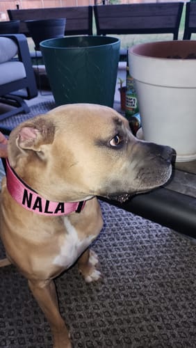 Customer photo review of Pink Bully Proof Collar