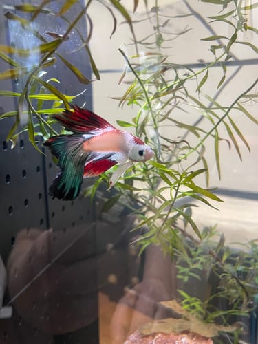 Customer's Multicolor Halfmoon Betta Fish with vibrant red and teal fins swimming in a planted aquarium.