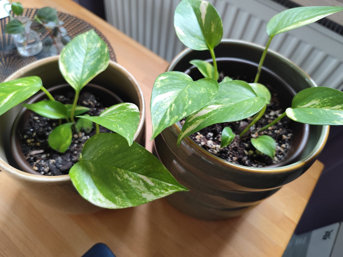 Customer photo review of Aroid Mix (Monstera e.t.c.)