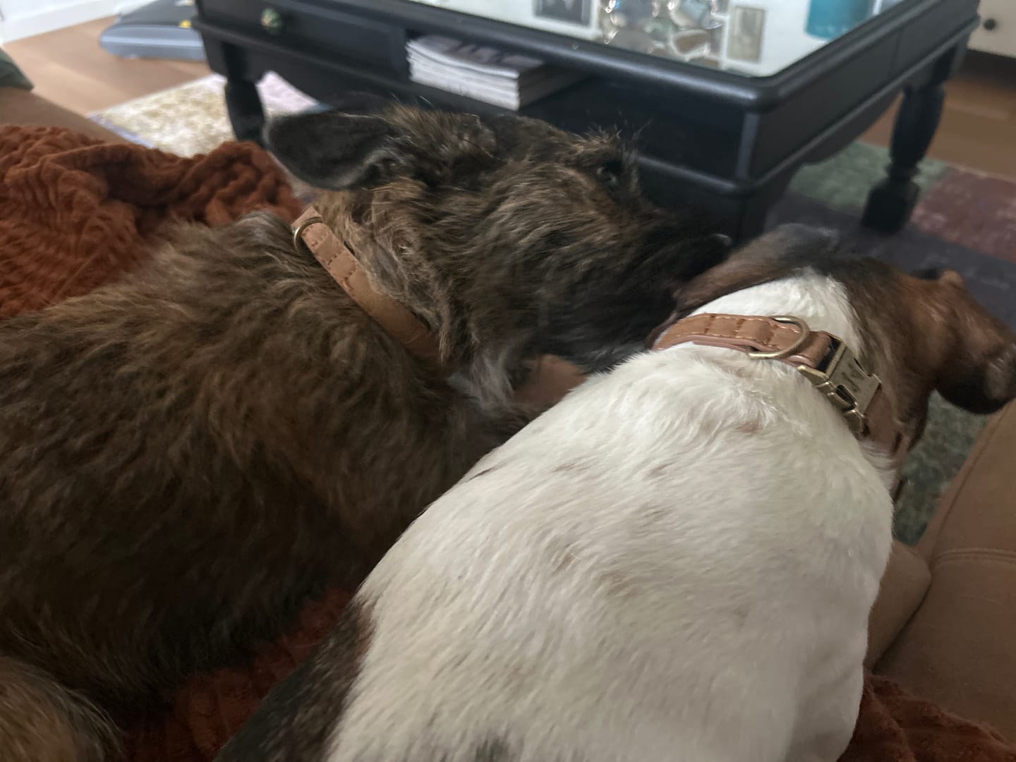 Customer photo review of Edles Hundehalsband im Vintagelook mit Messingschnalle und kostenloser Gravur Name und Telefon