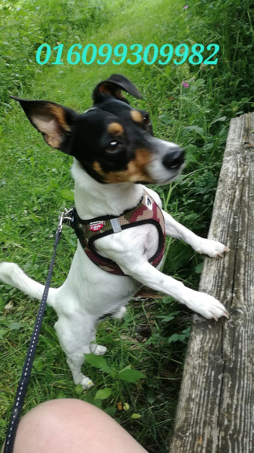 Customer photo review of Probio Belly Snacks für Hunde mit BIOTICS³-Komplex: Präbiotika, Probiotika & Postbiotika