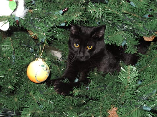 Customer's image for the Artemis II T-shirt review, showing a black cat in a Christmas tree.