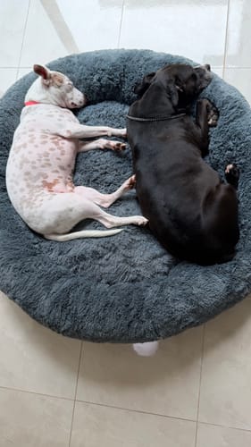 Dos perros de un cliente durmiendo juntos en una cómoda Cama Antiestrés gris de felpa.