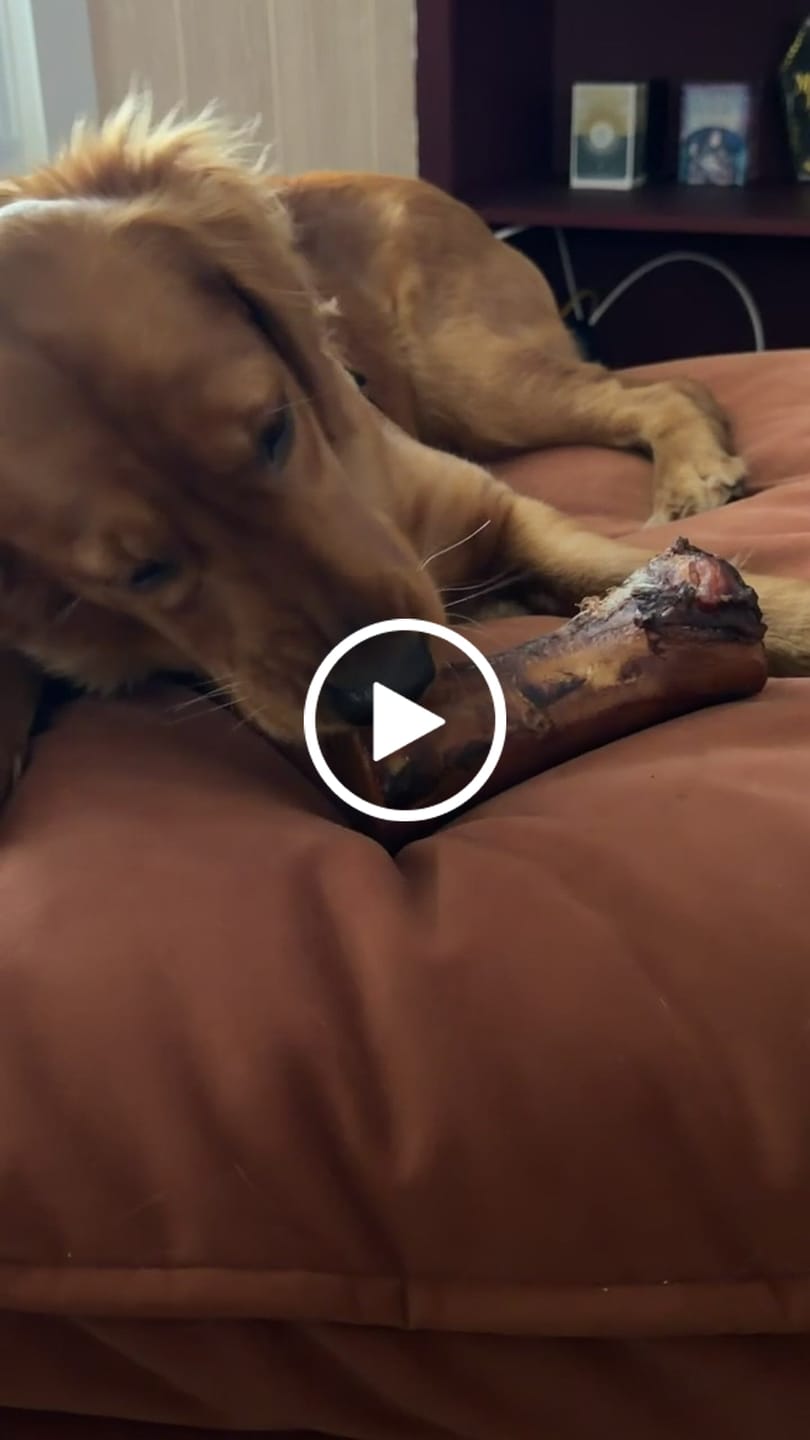 Customer video review of Large Dog Mega Spring Bundle (41+ lbs)