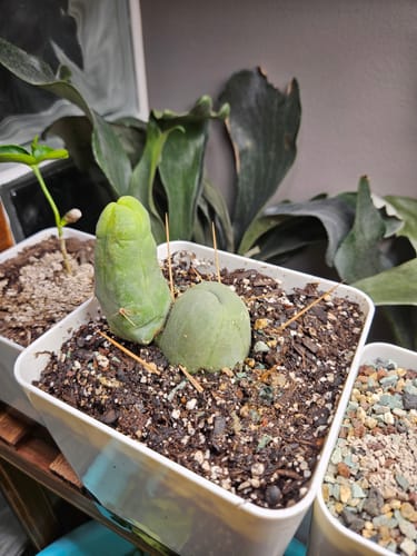 Customer photo review of Trichocereus Bridgesii Monstrose | Short Form | Type B | Penis Cactus
