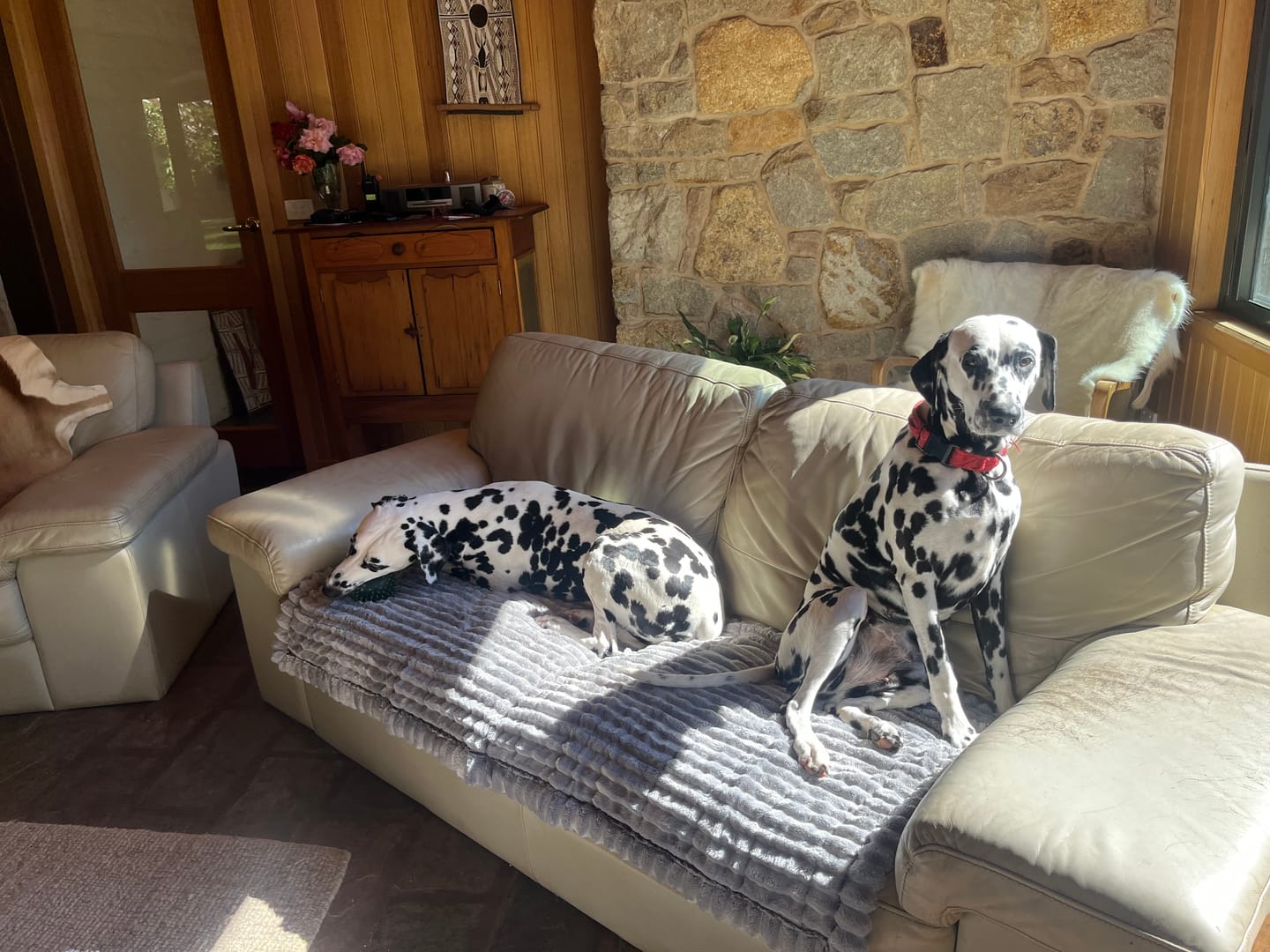 Customer photo review of LuxeLounge™ Couch Cover - Premium Protection Dogs Love