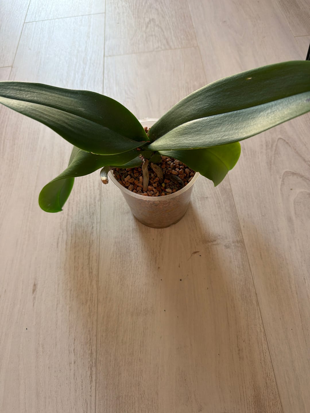 Customer photo review of Orchid Mineral Mix