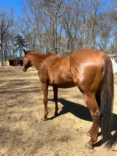 Customer photo review of OptiWize Collagen +Plus Horse Joint Supplement