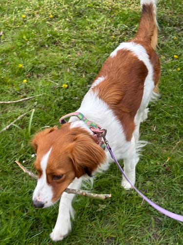 Customer photo review of 2.5cm Lighter Combat® Collar | Pink Camouflage